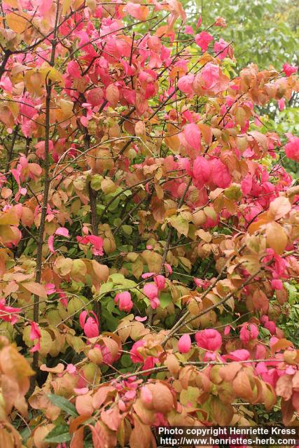 Photo: Euonymus verrucosus 3.