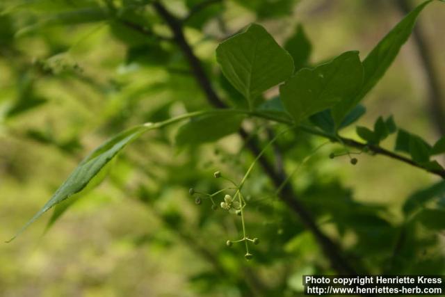 Photo: Euonymus planipes 4.