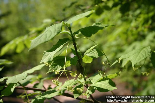 Photo: Euonymus macropterus 4.