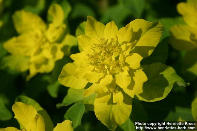 Photo: Euphorbia epithymoides 08.