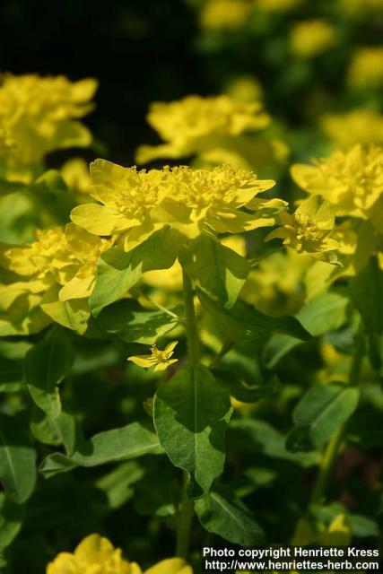 Photo: Euphorbia epithymoides 09.