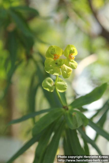 Photo: Euphorbia dendroides 0.