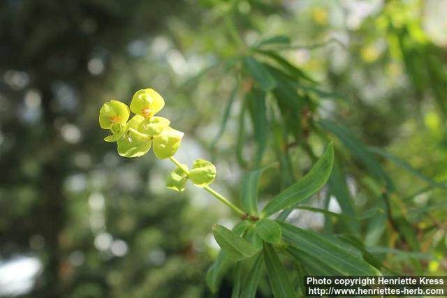 Photo: Euphorbia dendroides 2.