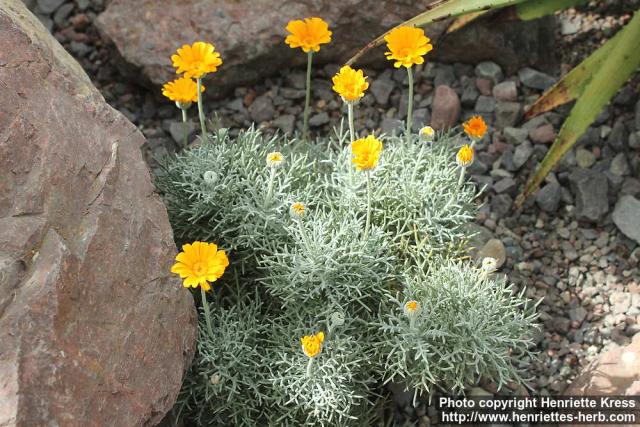 Photo: Euryops tagetoides 0.