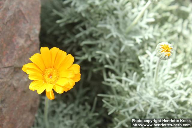 Photo: Euryops tagetoides 1.