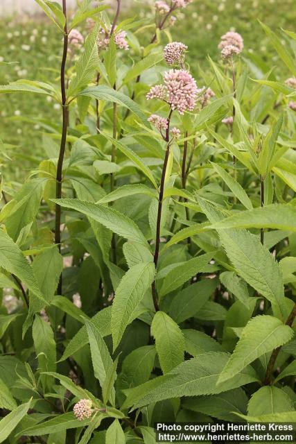 Photo: Eupatorium maculatum 16.