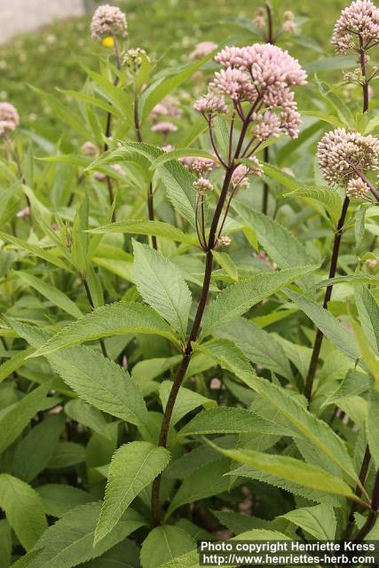 Photo: Eupatorium maculatum 17.