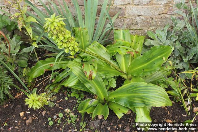 Photo: Eucomis 1.