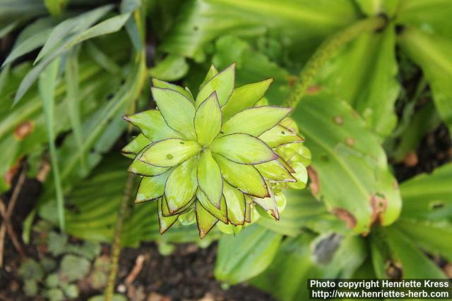 Photo: Eucomis 2.