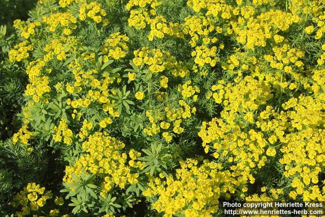 Photo: Euphorbia cyparissias 0.