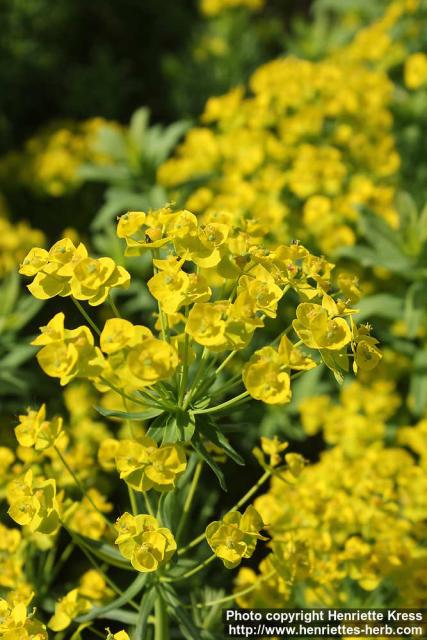 Photo: Euphorbia cyparissias 1.