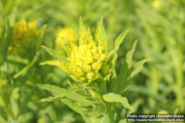 Photo: Euphorbia palustris 2.