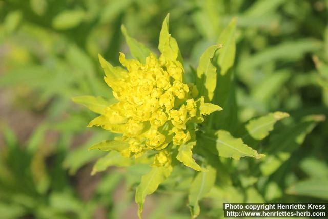 Photo: Euphorbia palustris 3.