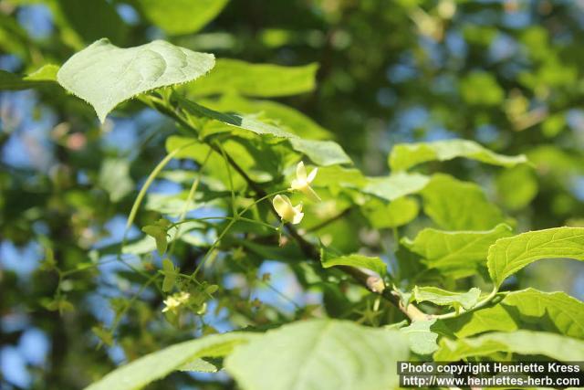 Photo: Euonymus macropterus 11.