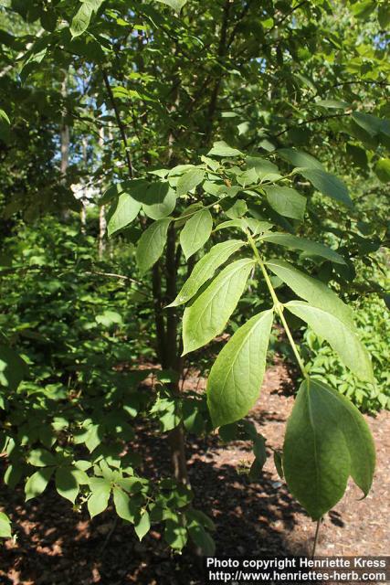 Photo: Euonymus macropterus 15.