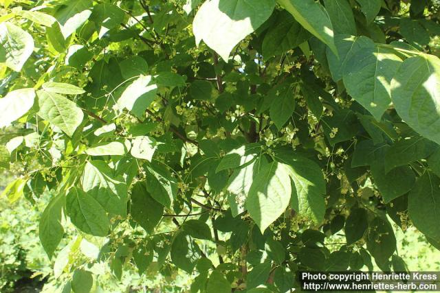 Photo: Euonymus planipes 6.