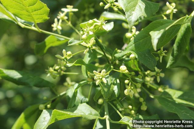 Photo: Euonymus europaeus 13.