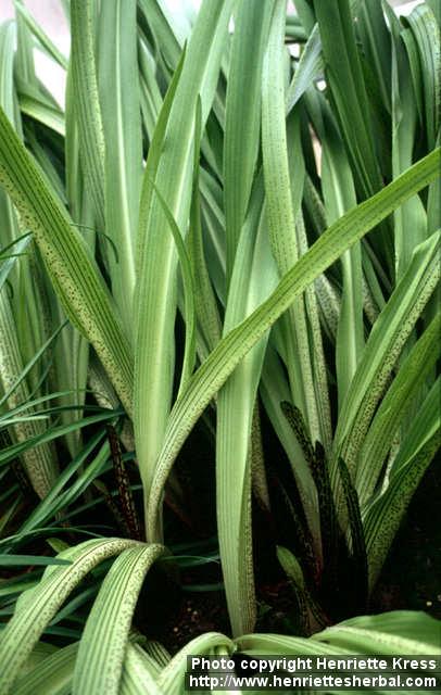 Photo: Eucomis comosa.