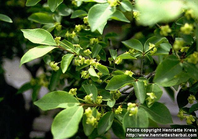 Photo: Euonymus alatus 1.