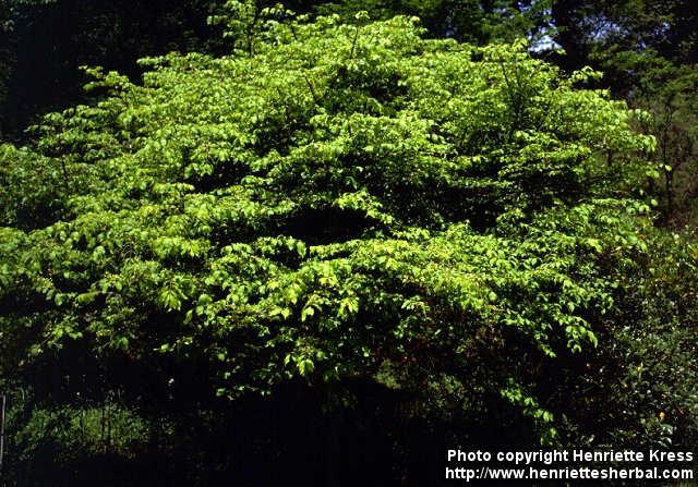 Photo: Euonymus alatus 2.