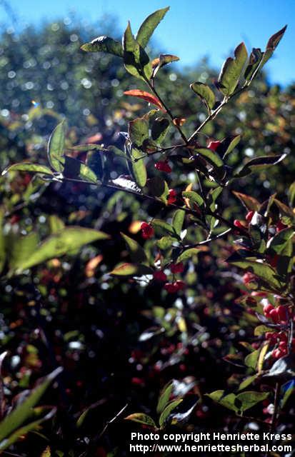 Photo: Euonymus europaeus 2.