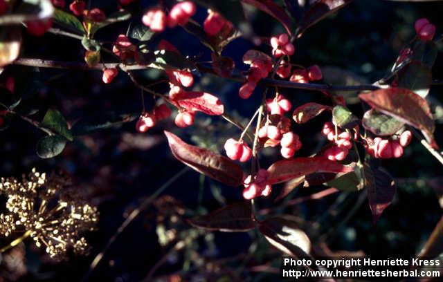 Photo: Euonymus europaeus 3.