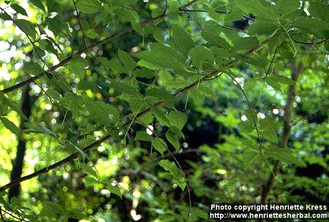 Photo: Euonymus oxyphyllus 1.