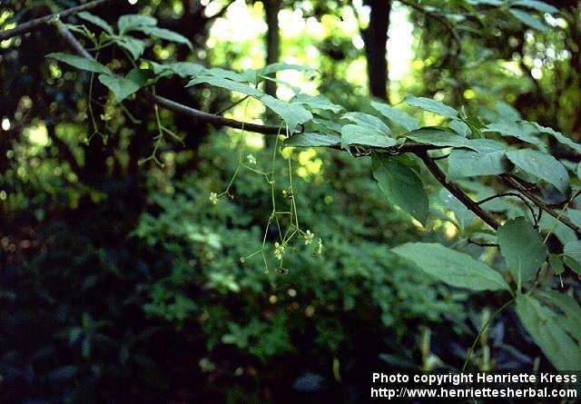 Photo: Euonymus oxyphyllus.