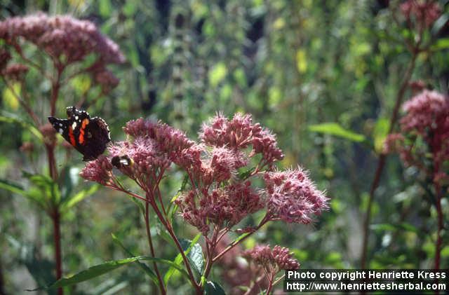 Photo: Eupatorium maculatum 3.