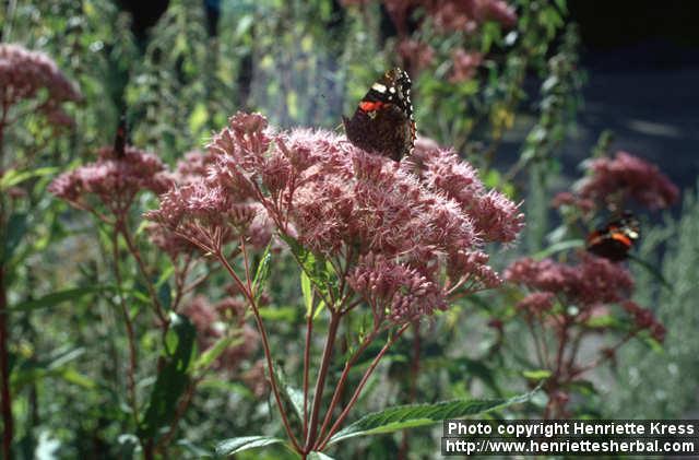 Photo: Eupatorium maculatum 4.