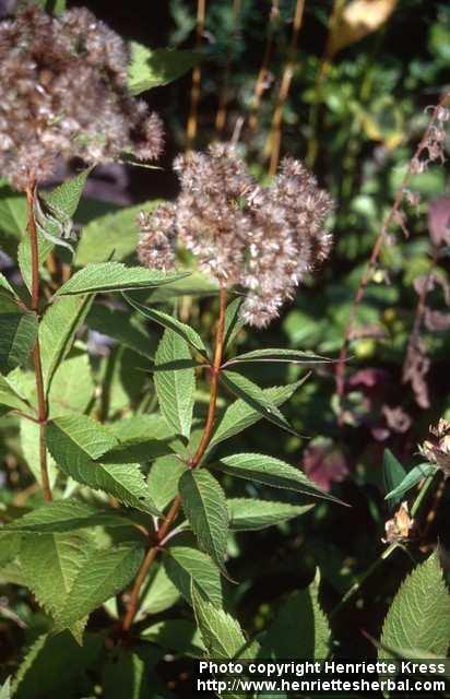 Photo: Eupatorium maculatum 7.