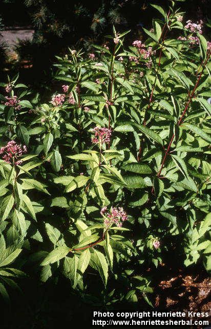 Photo: Eupatorium maculatum.