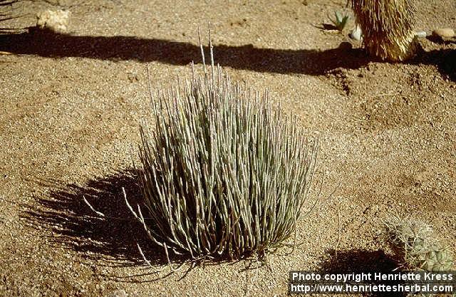 Photo: Euphorbia antisyphilitica.