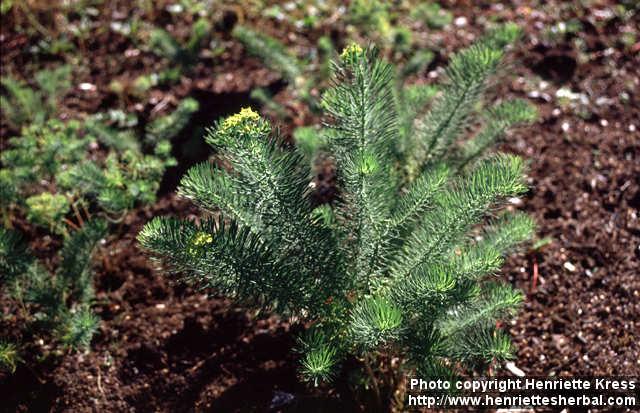 Photo: Euphorbia.