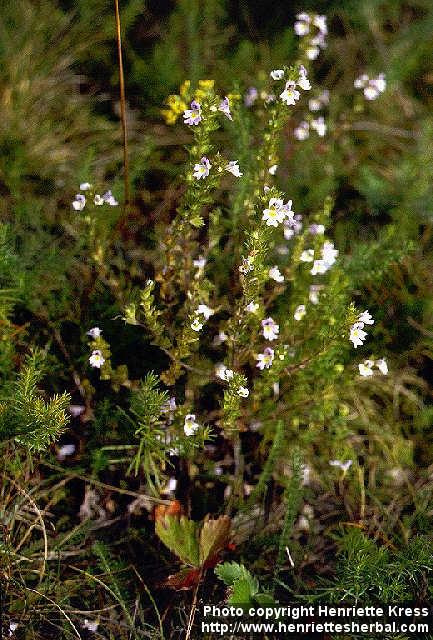 Photo: Euphrasia stricta 2.