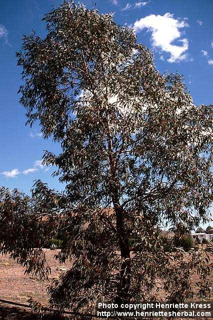 Photo: Eucalyptus.