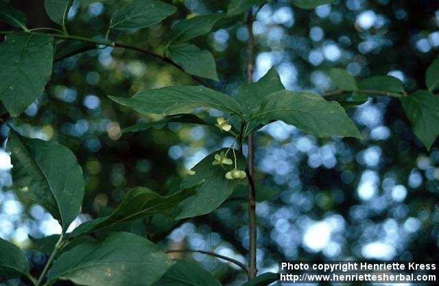 Photo: Euonymus europaeus.