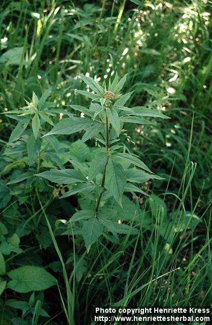 Photo: Eupatorium cannabinum 2.