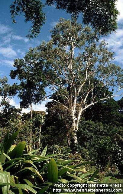 Photo: Eucalyptus 3.