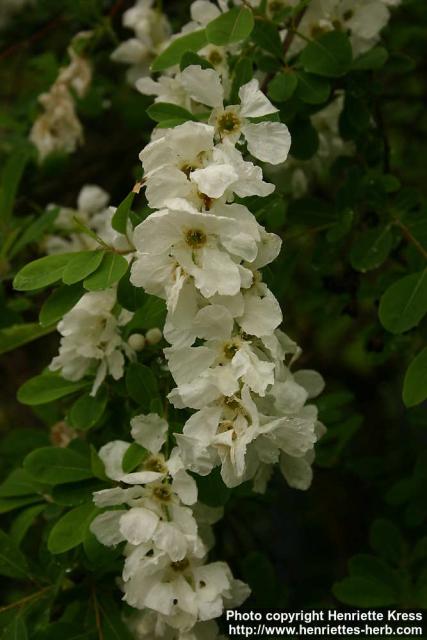 Photo: Exochorda racemosa 1.