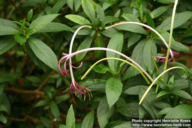 Photo: Exostema longiflorum 1.