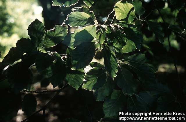 Photo: Fagus.