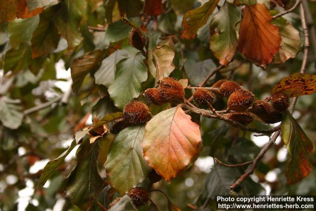 Photo: Fagus sylvatica 5.