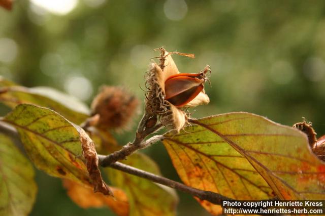 Photo: Fagus sylvatica 6.