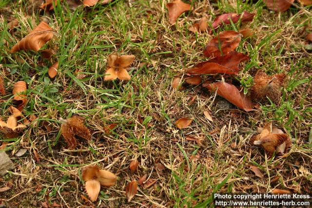 Photo: Fagus sylvatica 7.