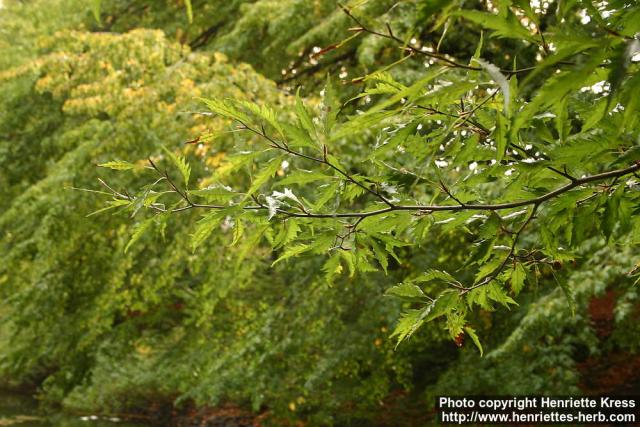 Photo: Fagus sylvatica 9.