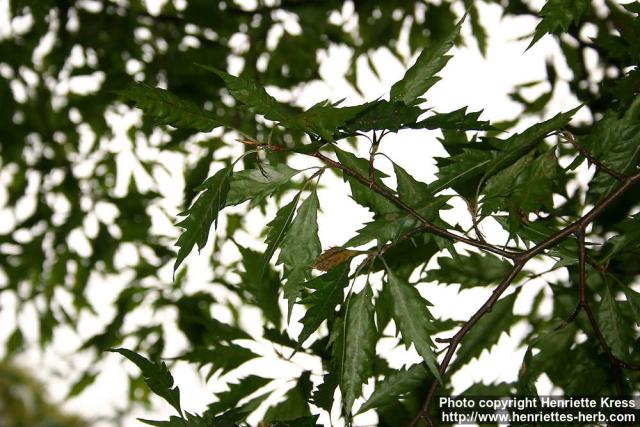 Photo: Fagus sylvatica 10.