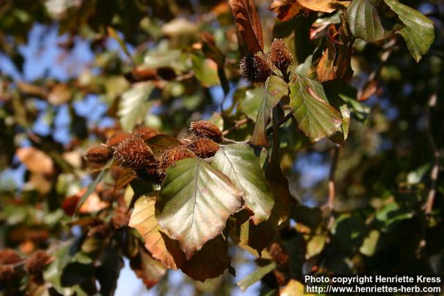 Photo: Fagus sylvatica 12.