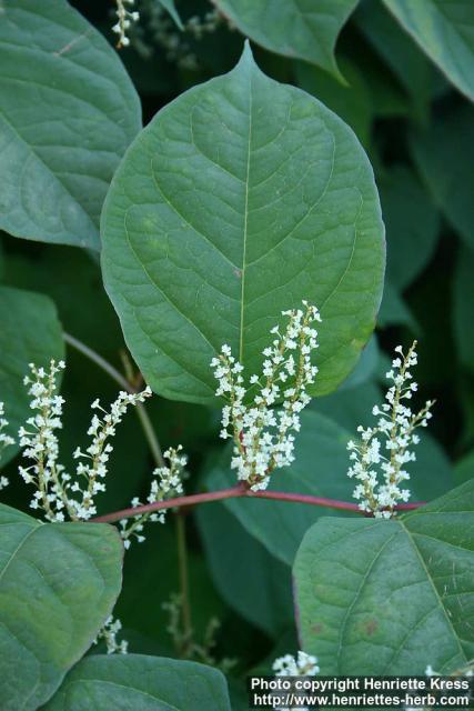 Photo: Fallopia japonica 5.