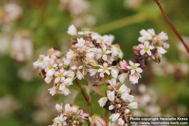 Photo: Fagopyrum esculentum 11.